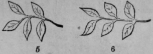Language Of Flowers 483