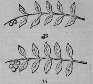 Language Of Flowers 484