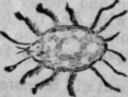 Mite 362