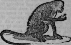 Monkey 541