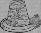 Nourishment Of Plants 250