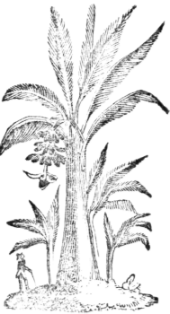Palms 280