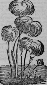 Papyrus 438