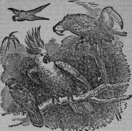 Parrots 247
