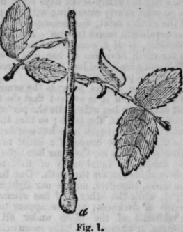 Propagation Of Roses 357