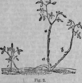 Propagation Of Roses 358