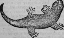 Salamander 440