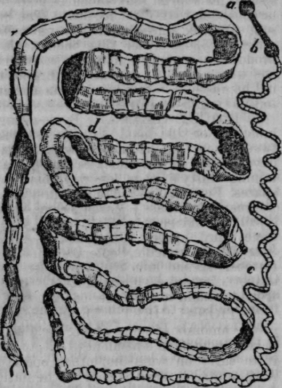 Tape Worms 533