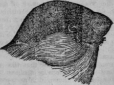 The Bullfinch 456