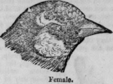 The Goldfinch 196