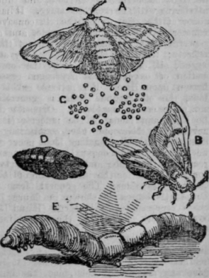 The Silkworm And Its Products Continued 395