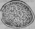 The Structure Of The Hair Continued 480