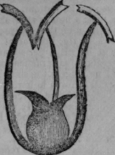 Triandria 374