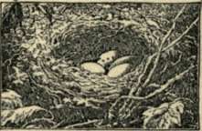 Bird 24
