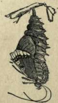 CHRYSALIS.