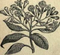 CLOVES