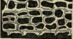COAL UNDER THE MICROSCOPE.