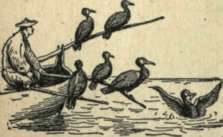 Cormorant 59