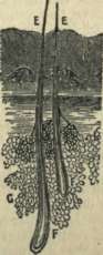 HAIR MAGNIFIED. E, Shaft; F. Root G, Fat Cells.