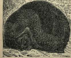Hedgehog 105