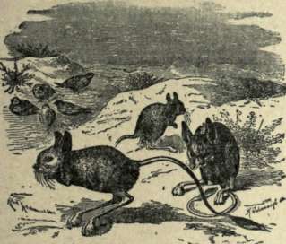 JERBOA OR JUMPING MICE.