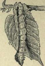 MULBERRY LEAF AND WORM.
