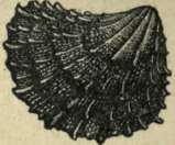 SPINY SHELL.