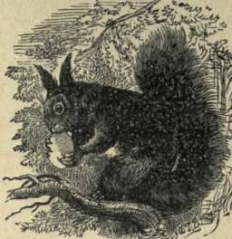 SQUIRREL.