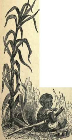 SUGAR CANE.