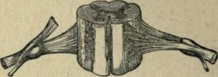 Spinal Cord 170