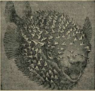 THE GLOBE FISH.