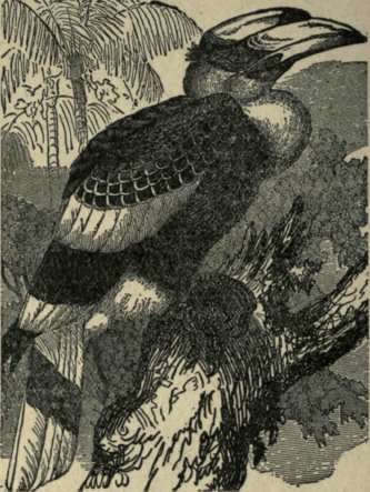 THE HORNBILL.