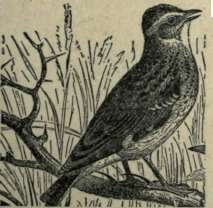 THE LARK.