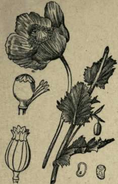 THE POPPY PLANT.