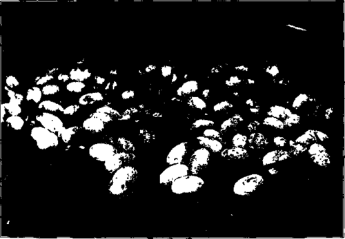 Description images/pp0063 1