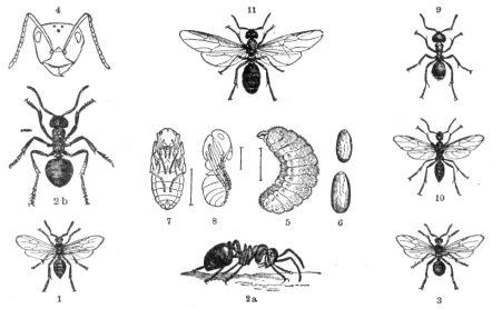 Description images/pp0097 1