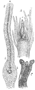 Description images/pp0112 1