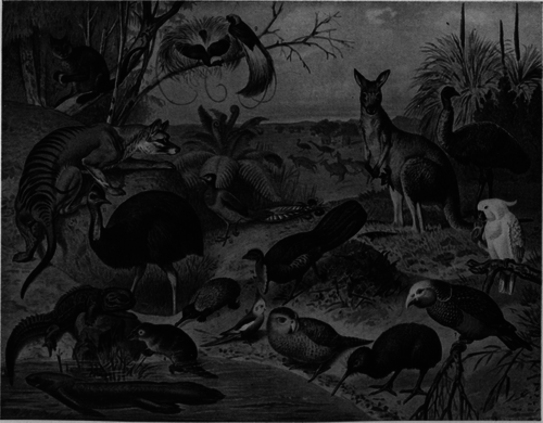 Description images/pp0173 1