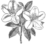 Description images/pp0178 2