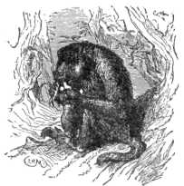Description images/pp0181 1