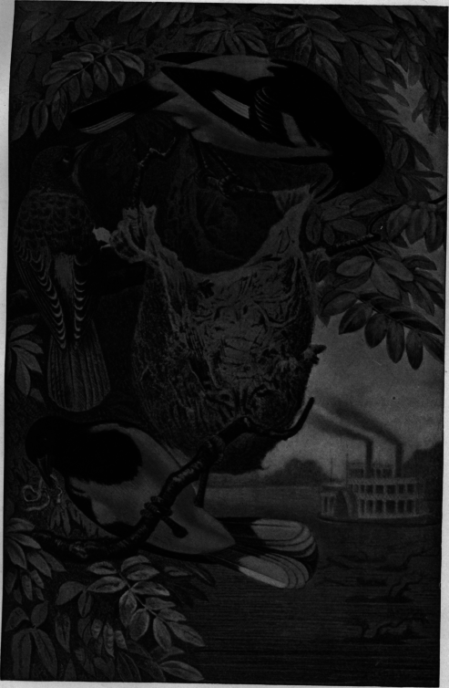 Description images/pp0194 1
