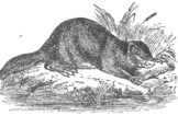 Description images/pp0218 1