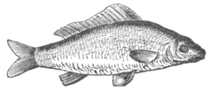 Description images/pp0377 1