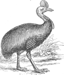 Description images/pp0385 1