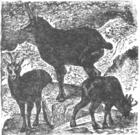 Description images/pp0405 1