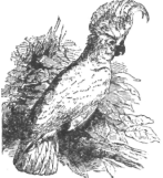 Description images/pp0457 2