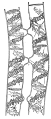 Description images/pp0484 3