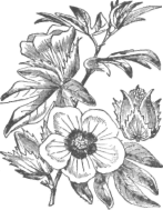 Description images/pp0505 1