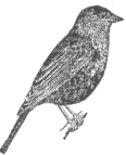 Description images/pp0511 1