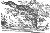 Description images/pp0522 1